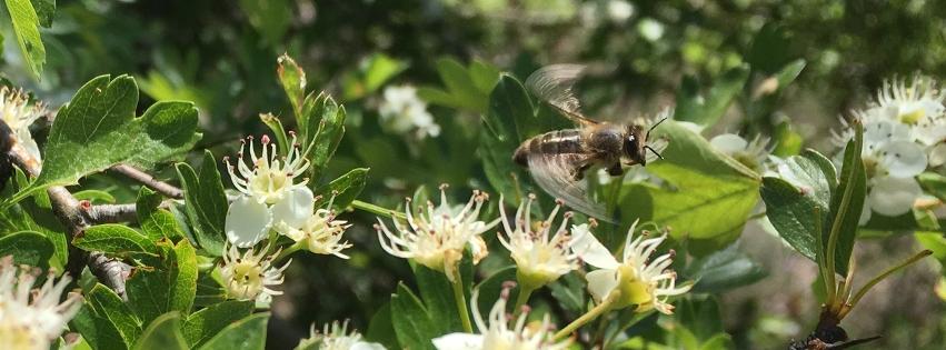 Apprendre l'apiculture Apprendre l'apiculture