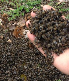 ruche d'abeilles mortes, vidée sur le sol