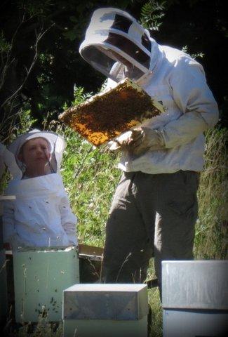 apprendre l'apiculture