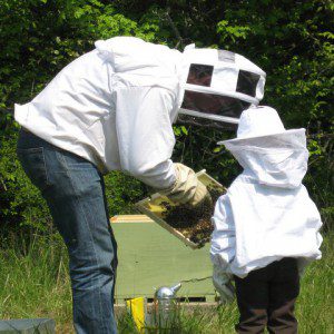 Découvrir l'apiculture