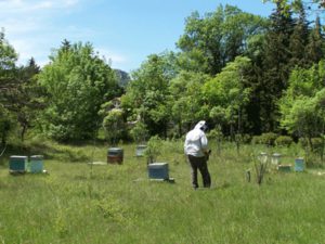 Apprendre l'apiculture