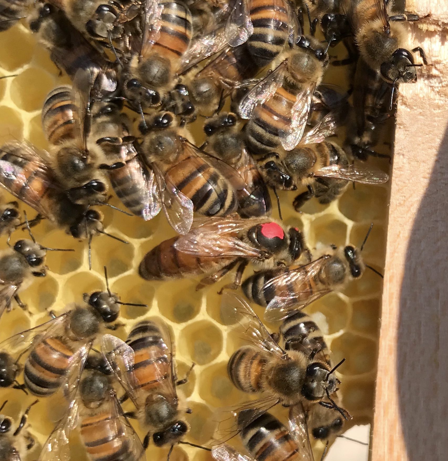 Acceptation de la reine lors de l'introduction dans la ruche