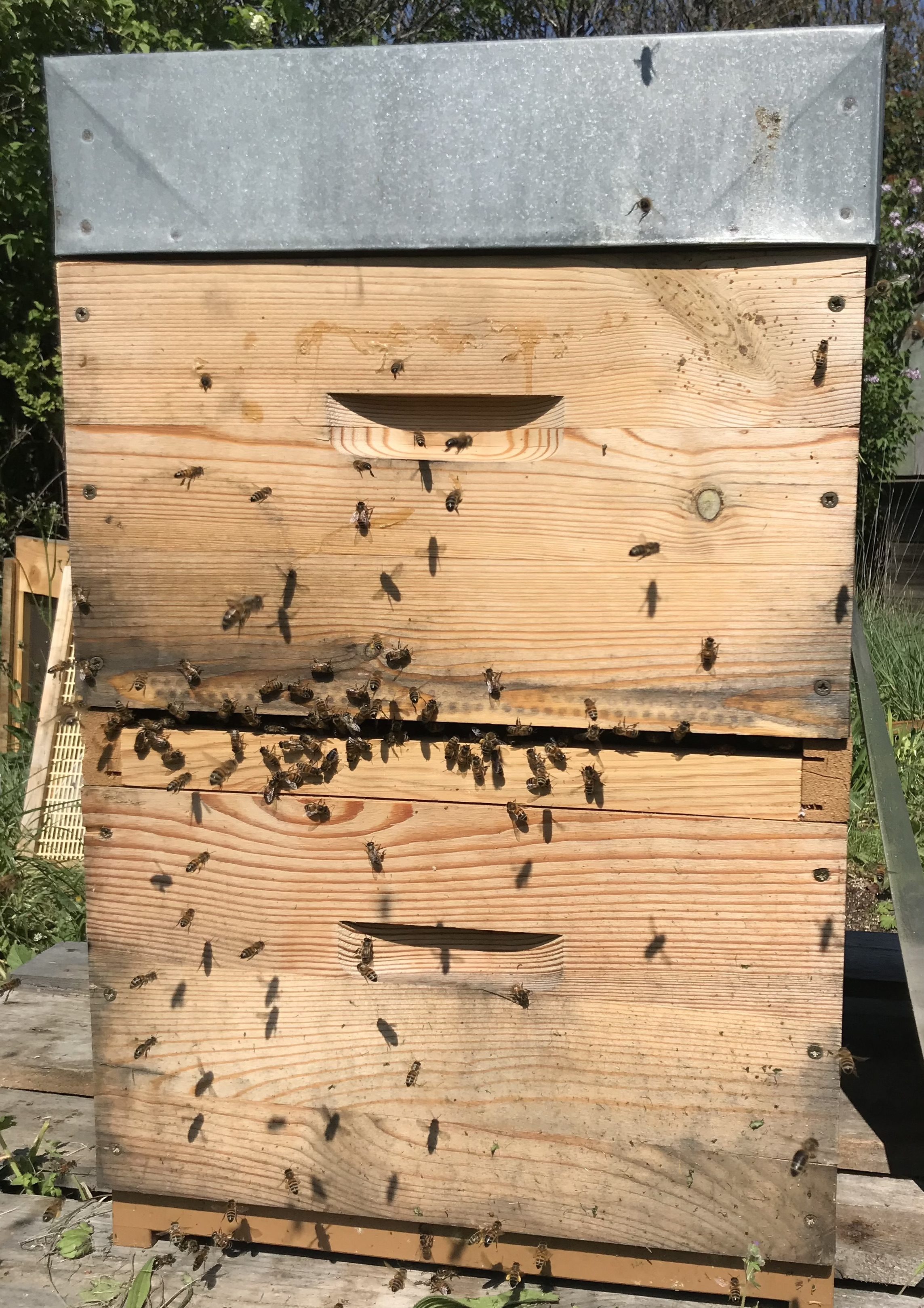Eleveuse de reines d'abeilles avec plateau Cloake