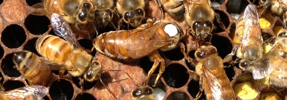 Vente reines d'abeilles