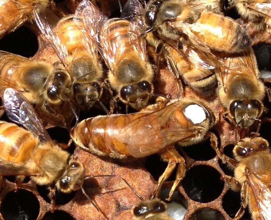 Vente reines d'abeilles fécondées et sélectionnées